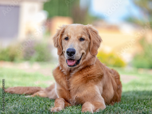 Beautiful Golden Retriever Family Dog © Samuel