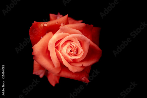 Beautiful Single Rose with Waterdrops on Black Background  Vintage style