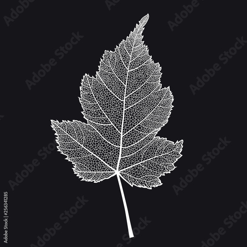 Vector skeletonized leaf of a bush on a black background. This leaf of Stephanandra may be used as a design element for business cards, postcards, banners etc.