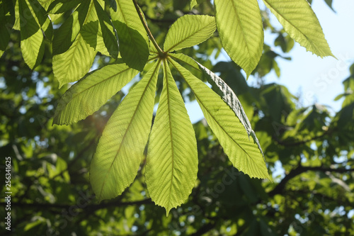 green leaves of a chestnut