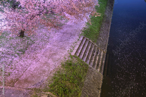 愛知-岡崎城公園