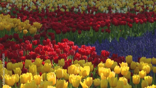 Tulip flower bed, Ibaraki prefecture in Japan