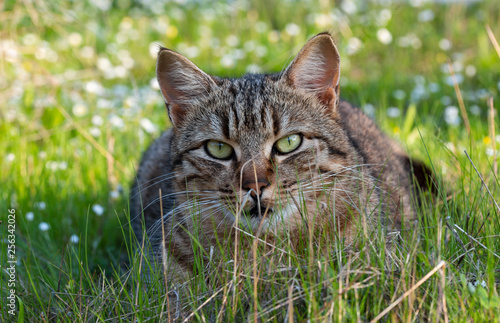 adult domestic cat lying in grass and daisies