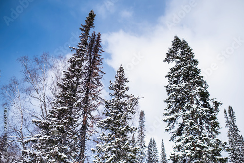 Alpine Christmas trees under white snow, tops against the blue sky.