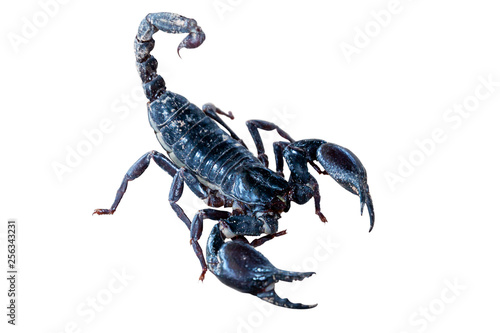 Scorpion isolated on a white background. File contains with clipping path.