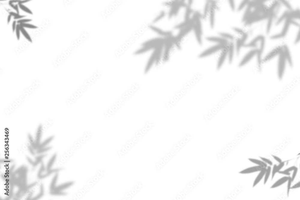 Bamboo leaves shadow on white wall Background. Abstract nature pattern. Blank copy space. Bamboo leaves shadow on white wall Background. Abstract nature pattern. Blank copy space.
