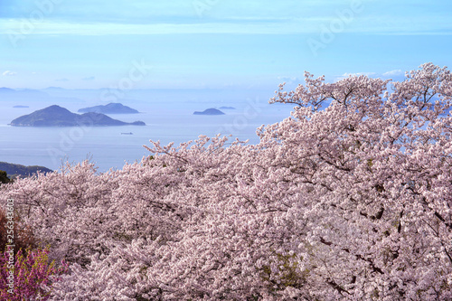 香川-紫雲出山桜