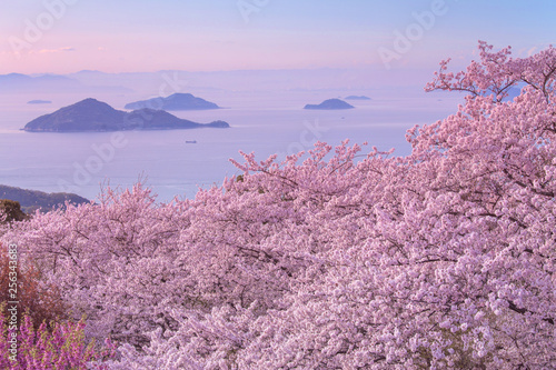 香川-紫雲出山桜