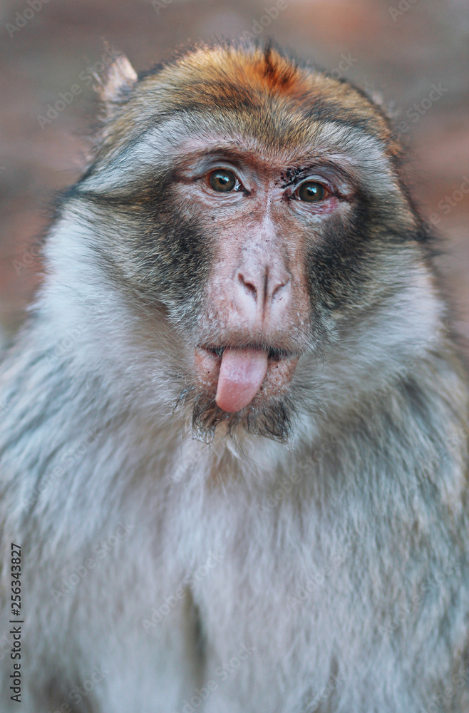 A monkey over a tree in the forest A monkey over a tree in the forest