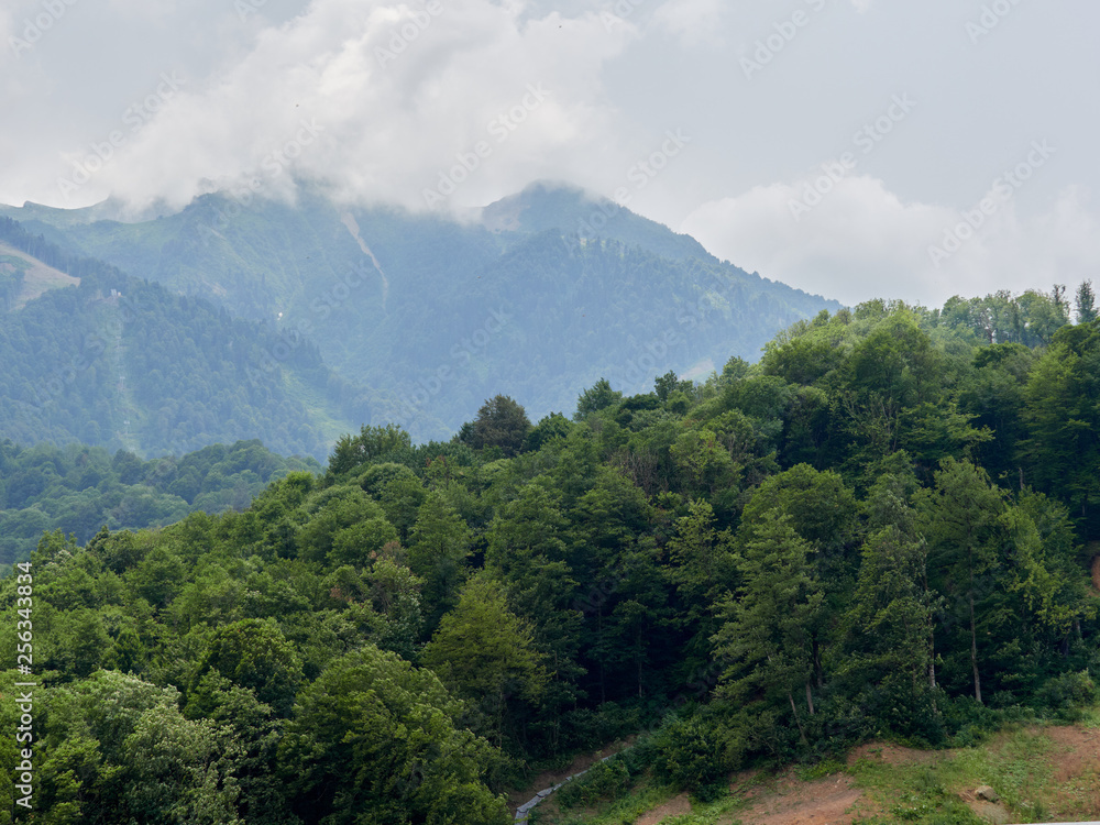 High mountains with green slopes with peaks in the clouds. Green mountain forest in summer. High mountains with green slopes with peaks in the clouds. Green mountain forest in summer.