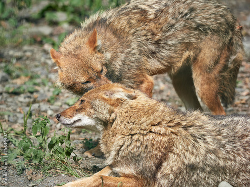 Wallpaper Mural Two jackals resting on rocky ground on a summer day. Golden jackal Canis aureus Torontodigital.ca