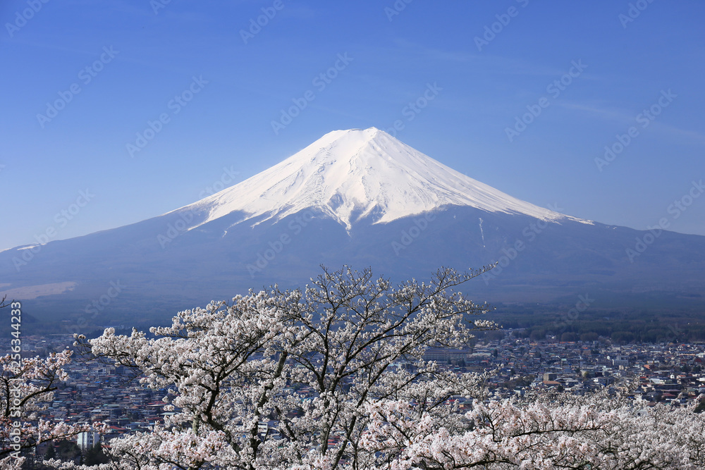 Fototapeta premium 山梨-富士山