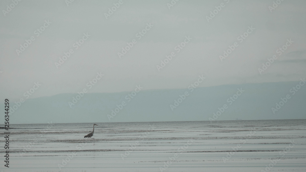 stork stork