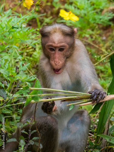 Bonnet Macaque (Macaca radiata). Tattekkad, Kerala, India