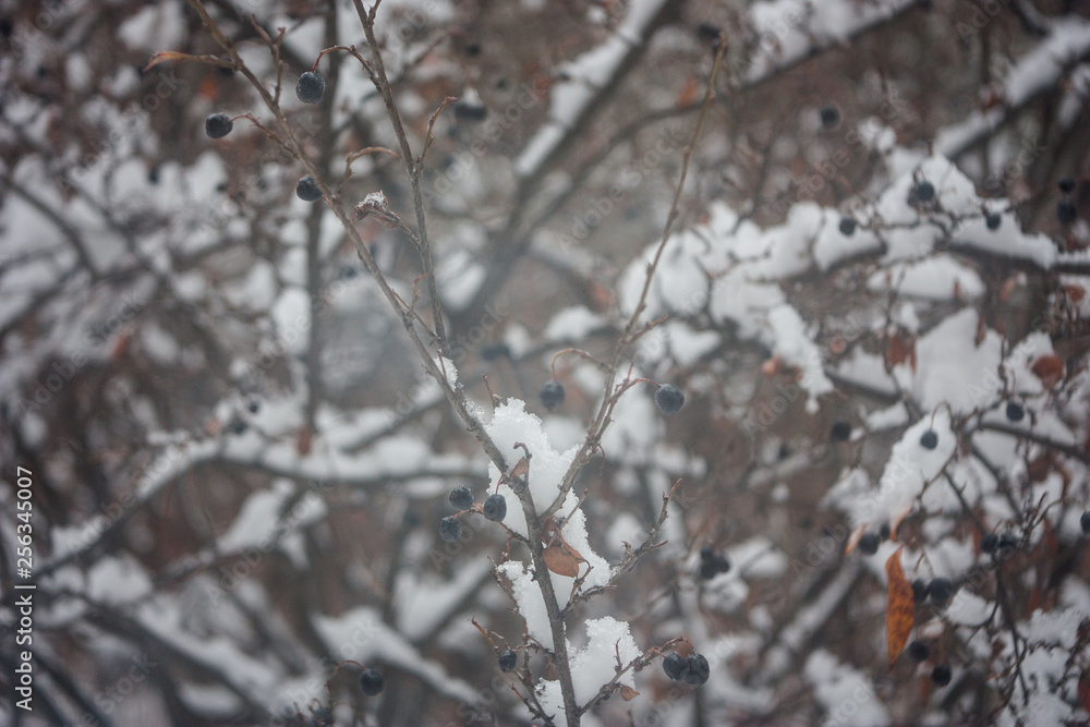 tangled branches in the snow with fresh berries on a cloudy winter day