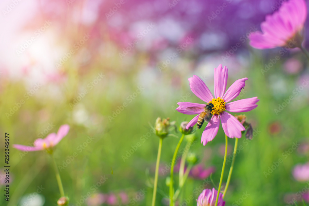 Honey bee collecting pollen from beautiful pink or purple cosmos (Cosmos Bipinnatus) flowers in soft focus at the park with blurred cosmos flower with sun light, selective focus Honey bee collecting pollen from beautiful pink or purple cosmos (Cosmos Bipinnatus) flowers in soft focus at the park with blurred cosmos flower with sun light, selective focus