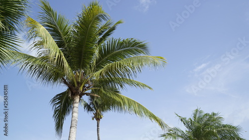 palm tree