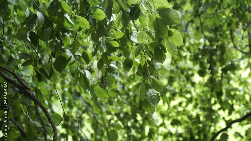 willow tree leaves willow tree leaves