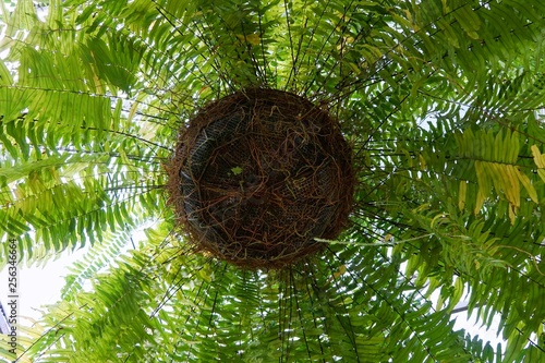 Obraz na płótnie Looking up of ferns leaves green as a background, Abstract texture background, E