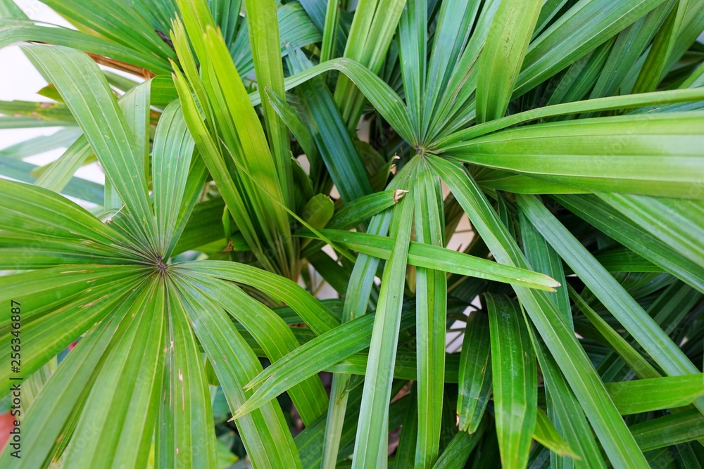 Top view of branch and leaves saw palmetto as a background, Abstract leaves texture, Ecological Concept (sabal palm, Serenoa repens) Top view of branch and leaves saw palmetto as a background, Abstract leaves texture, Ecological Concept (sabal palm, Serenoa repens)