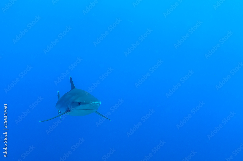Shark in deep blue ocean in French Polynesia Shark in deep blue ocean in French Polynesia