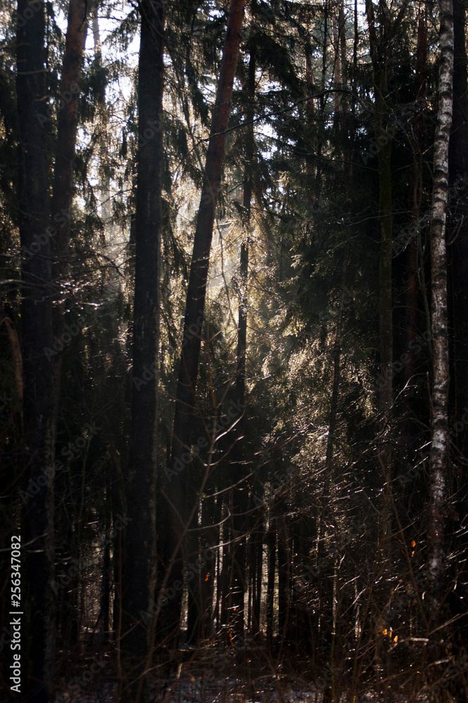 trees in the forest trees in the forest