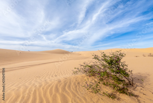 Desert sand dunes ripples in blue sky, White sand dunes in Mui Ne, Vietnam.