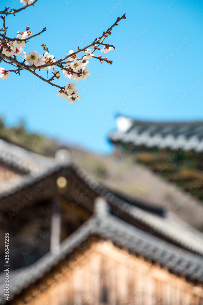 Spring Japanese apricot flower, white flowers Spring Japanese apricot flower, white flowers