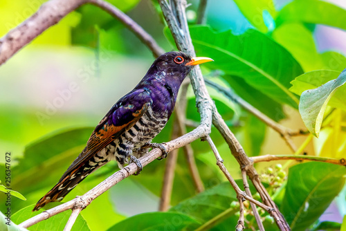 Violet cuckoo bird in Thailand , The males have glossy violet feathers on the head and upper parts of the body. The blackish tail has a white tip. .