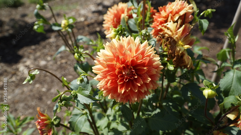 flowers flowers