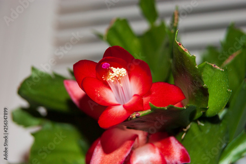 SONY DSC