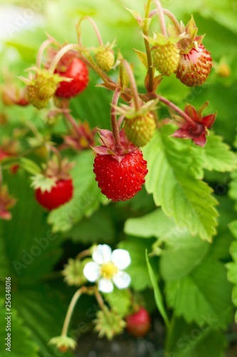 Wild strawberry. red ripe strawberries in the bright rays of the sun on a green vegetative leafy background.Berry season Strawberry time. Summer berries