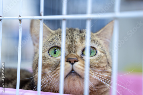 Closeup of one tabby kitten cat looking through a cage