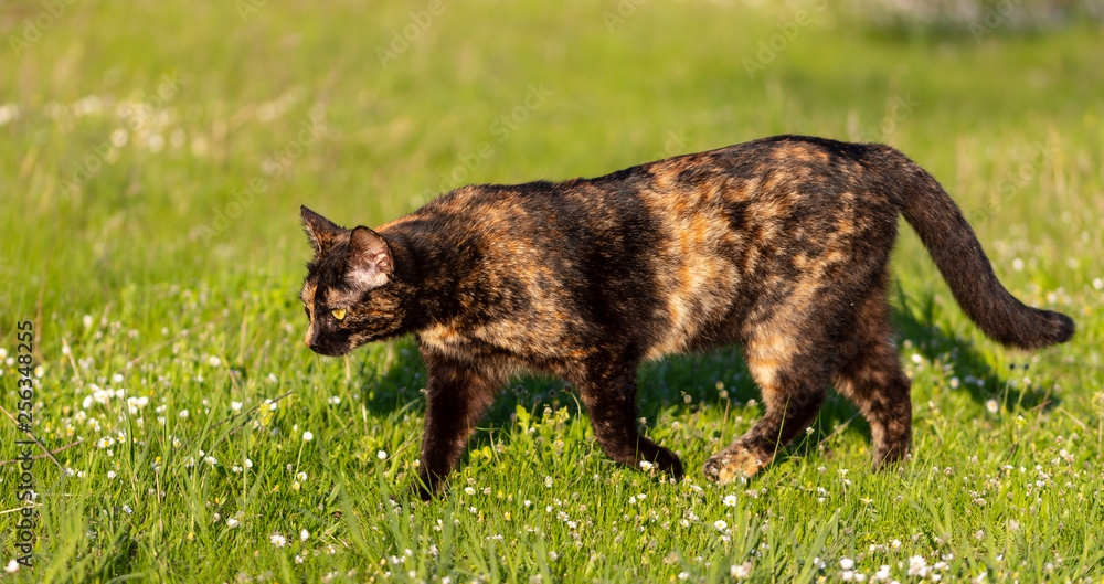 adult domestic cat hunting in grass and daisies adult domestic cat hunting in grass and daisies