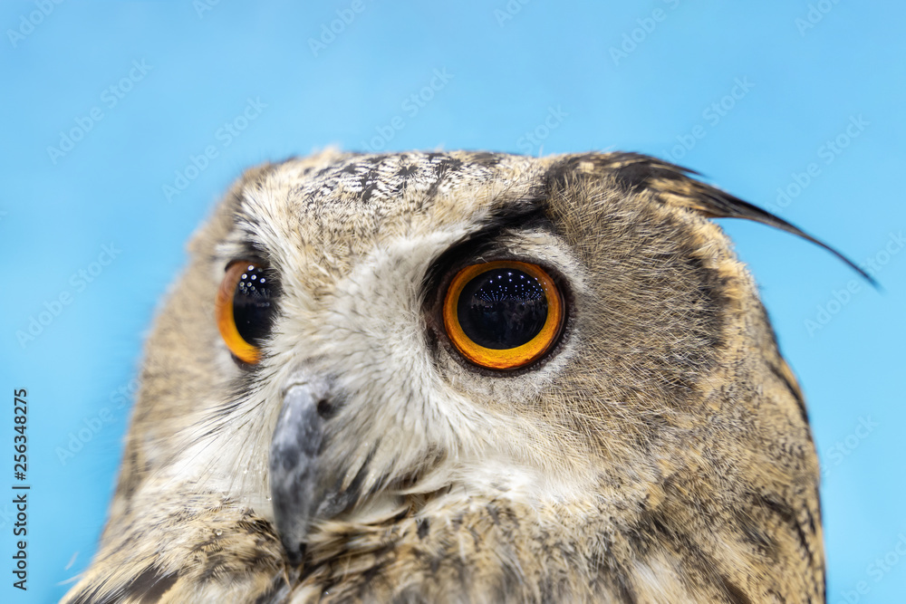 Obraz premium Eurasian Eagle Owl Close Up.