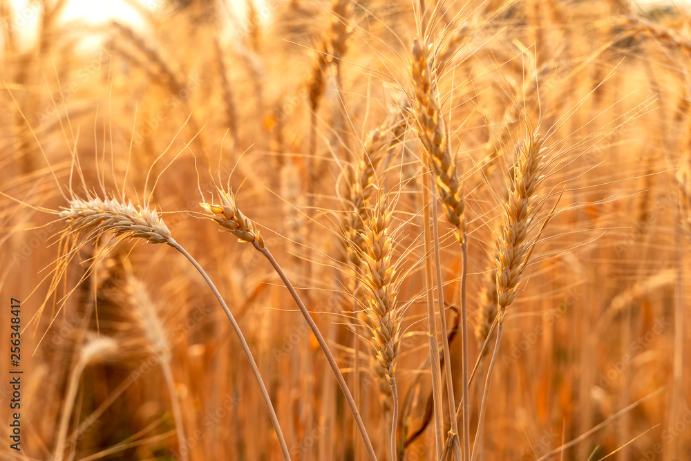 Obraz premium Golden wheat field on the background of summer sun .Ears of golden wheat close up. .