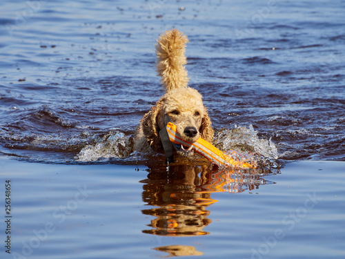 Obraz na plátně Standard poodle swimming on dog rescue service water training