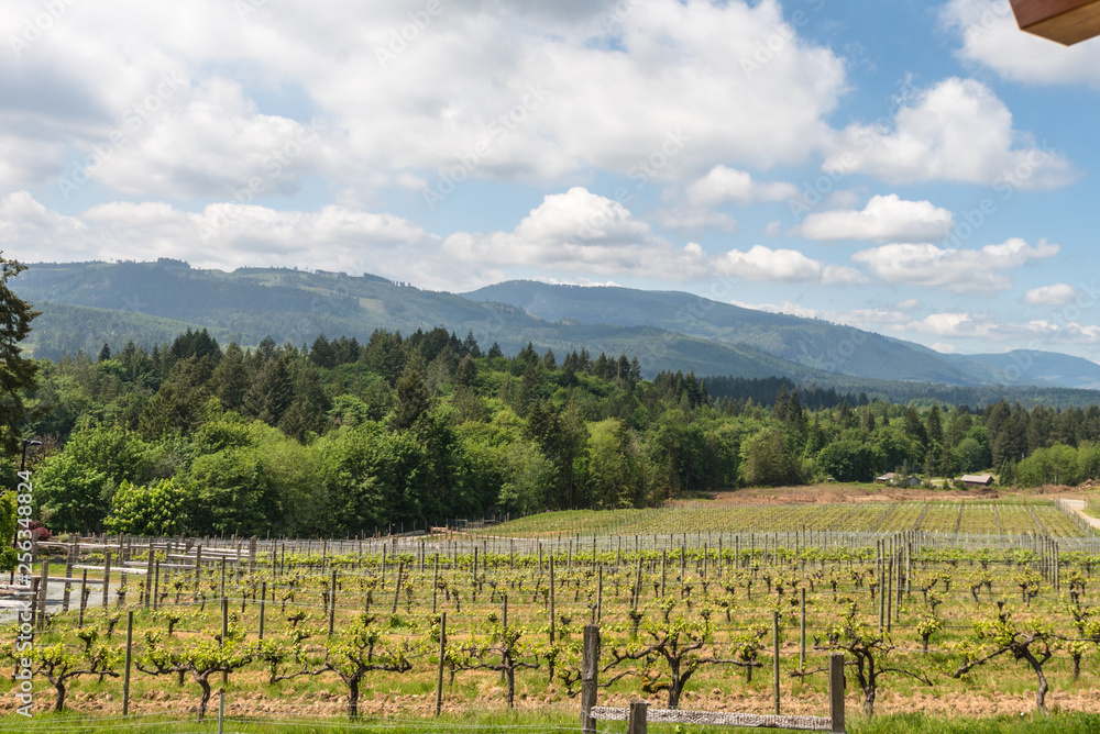 Vineyards in British Columbia