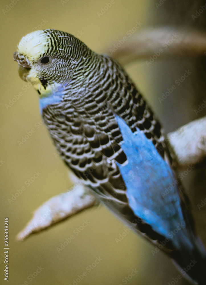 Obraz premium parrot