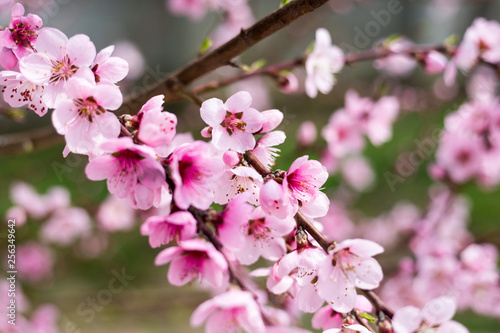 Spring border background with blossom  close-up. Abstract floral spring background. Blossoms over blurred nature background  Spring flowers Spring Background with bokeh