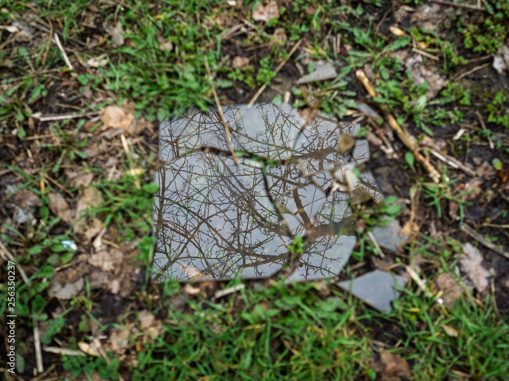 Splinters of the broken glass lie on a green grass. In the broken glass the tree is reflected