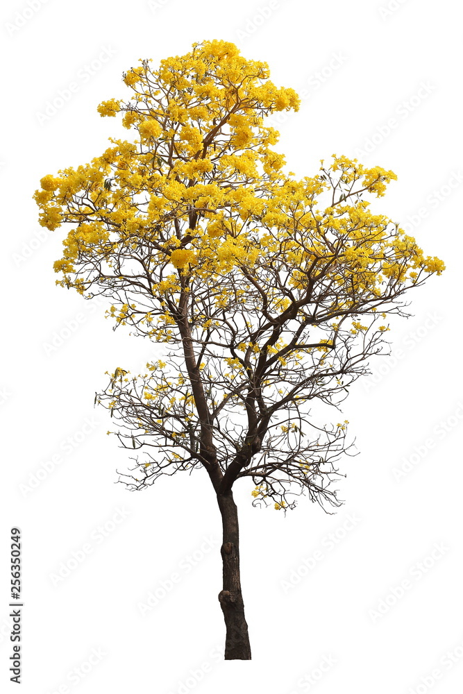 isolated tabebuia golden yellow flower blossom tree on white background isolated tabebuia golden yellow flower blossom tree on white background