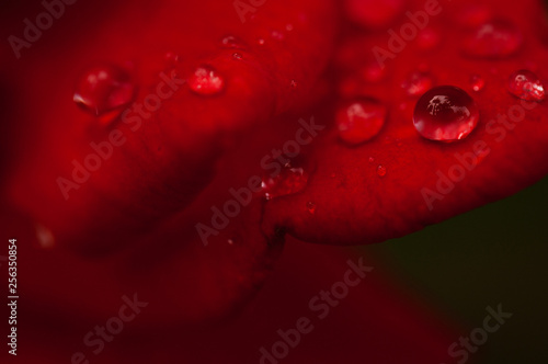 drops on red petals