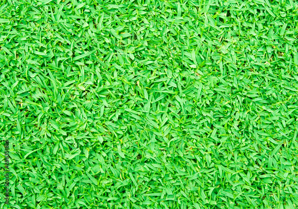 grass grass