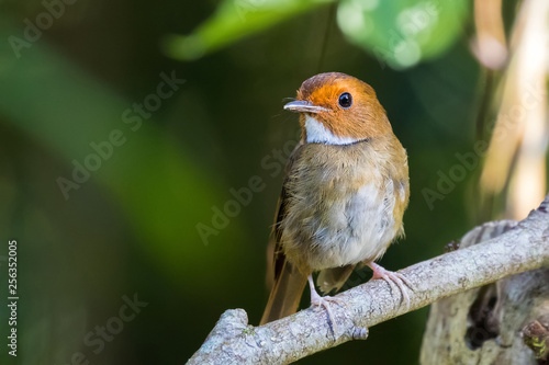 Rufous Browed Flycatcher bird in reddish brown with white throat perching on branch at Fraser's hill, Malaysia photo