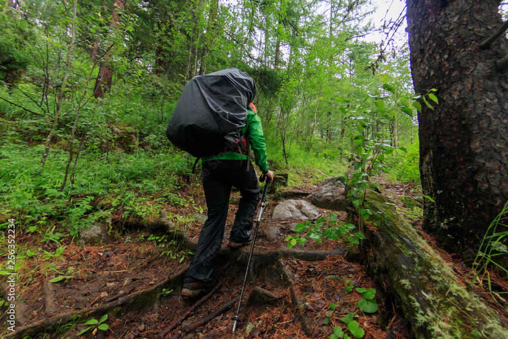 Woman tourist with a backpack goes along the path in a green rain forest of coniferous Woman tourist with a backpack goes along the path in a green rain forest of coniferous