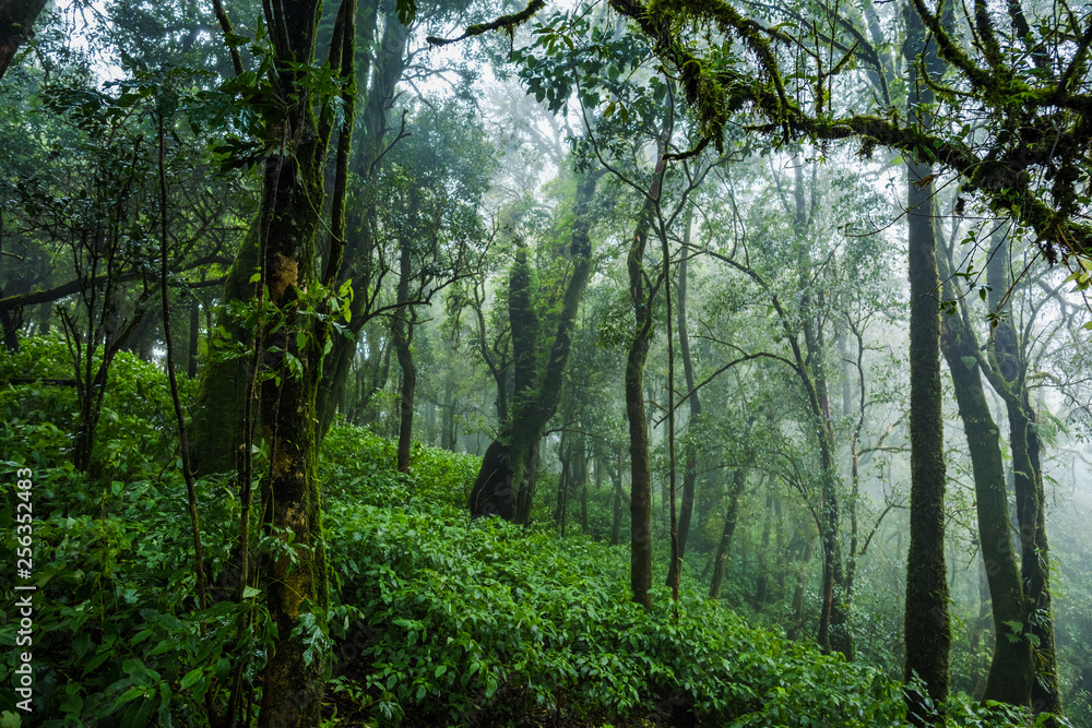 Fototapeta premium Tropical rain forest