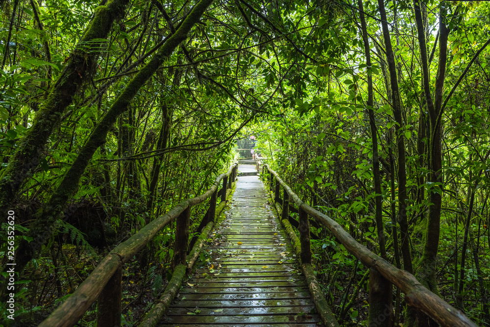 Wooden bridge walkway in to the rain forest Wooden bridge walkway in to the rain forest