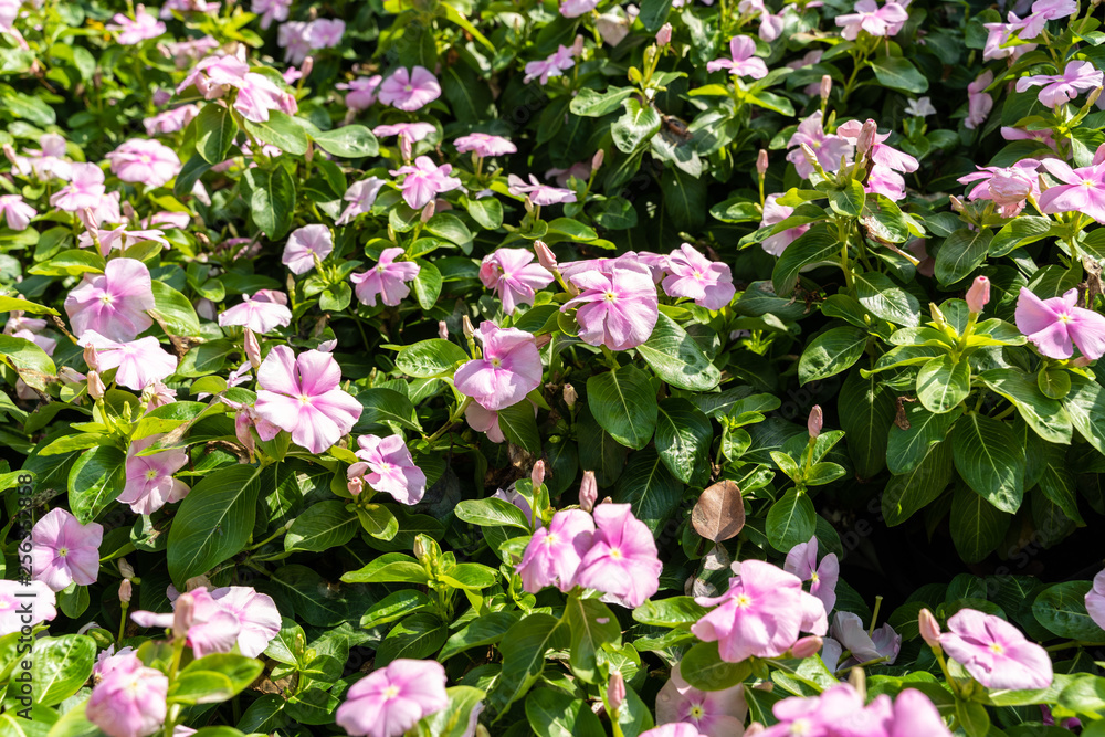 Rose periwinkle(Catharanthus roseus) on flowerbed Rose periwinkle(Catharanthus roseus) on flowerbed