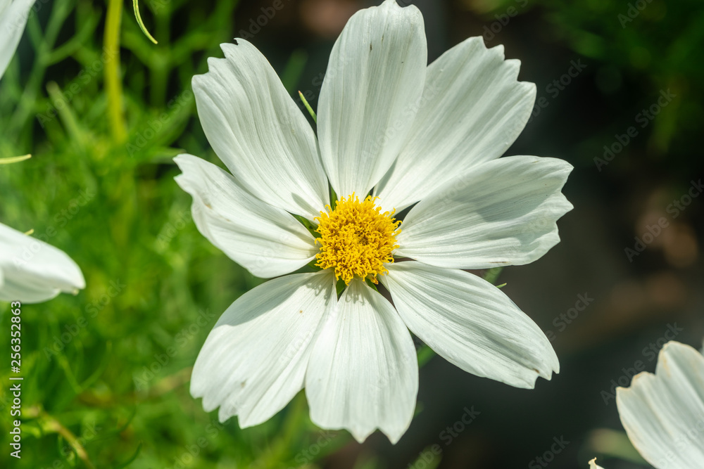 Close up of White Narrowleaf zinnia(Zinnia angustifolia) beautiful white flower Close up of White Narrowleaf zinnia(Zinnia angustifolia) beautiful white flower